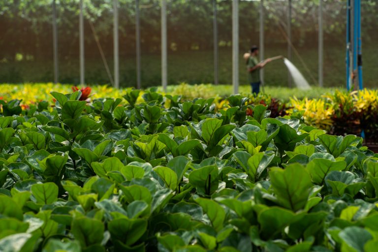 Sítio Quali Flora - Cultura do Ficus Lyrata Bambino e ao fundo colaborador irrigando as plantas mais novas.