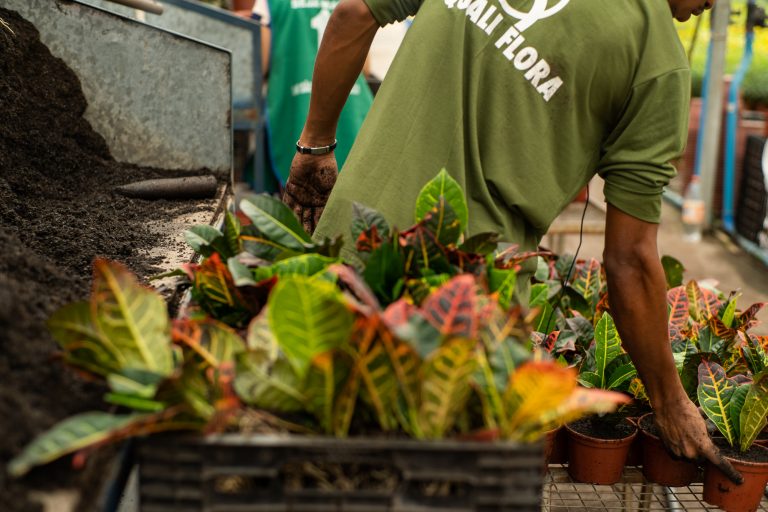 Sítio Quali Flora - Colaborador fazendo o plantio de Cronton Petra