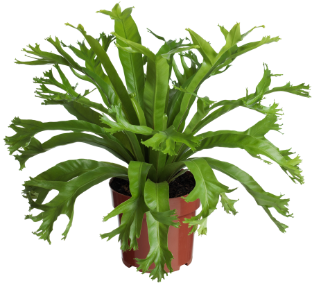 Asplenium Crissie P17 - Quali Flora