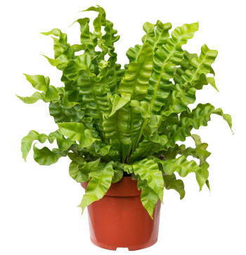 Asplenium-Crisyp-Wave-P17---1