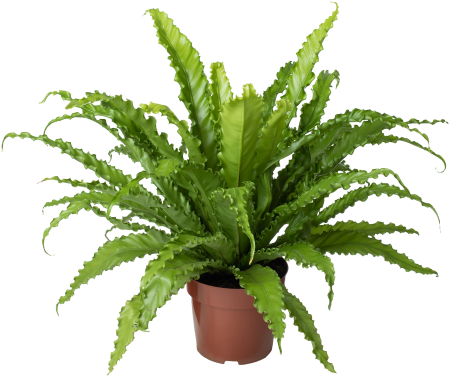 Asplenium Osaka Crespo P0te 17 - Quali Flora