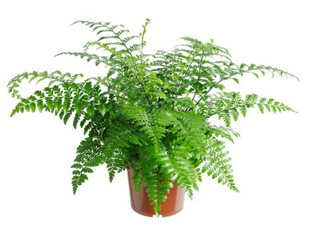 Asplenium Parvati-0001_800x600