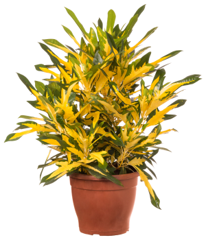 Croton-Brasil-P24