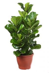 Ficus Lyrata Bambino P24