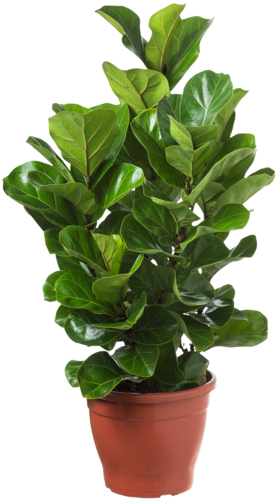 Ficus Lyrata Bambino Pote 24 - Quali Flora