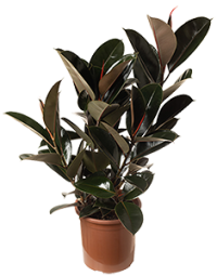 QualiFlora-Ficus-Burgundy-P24-thumb