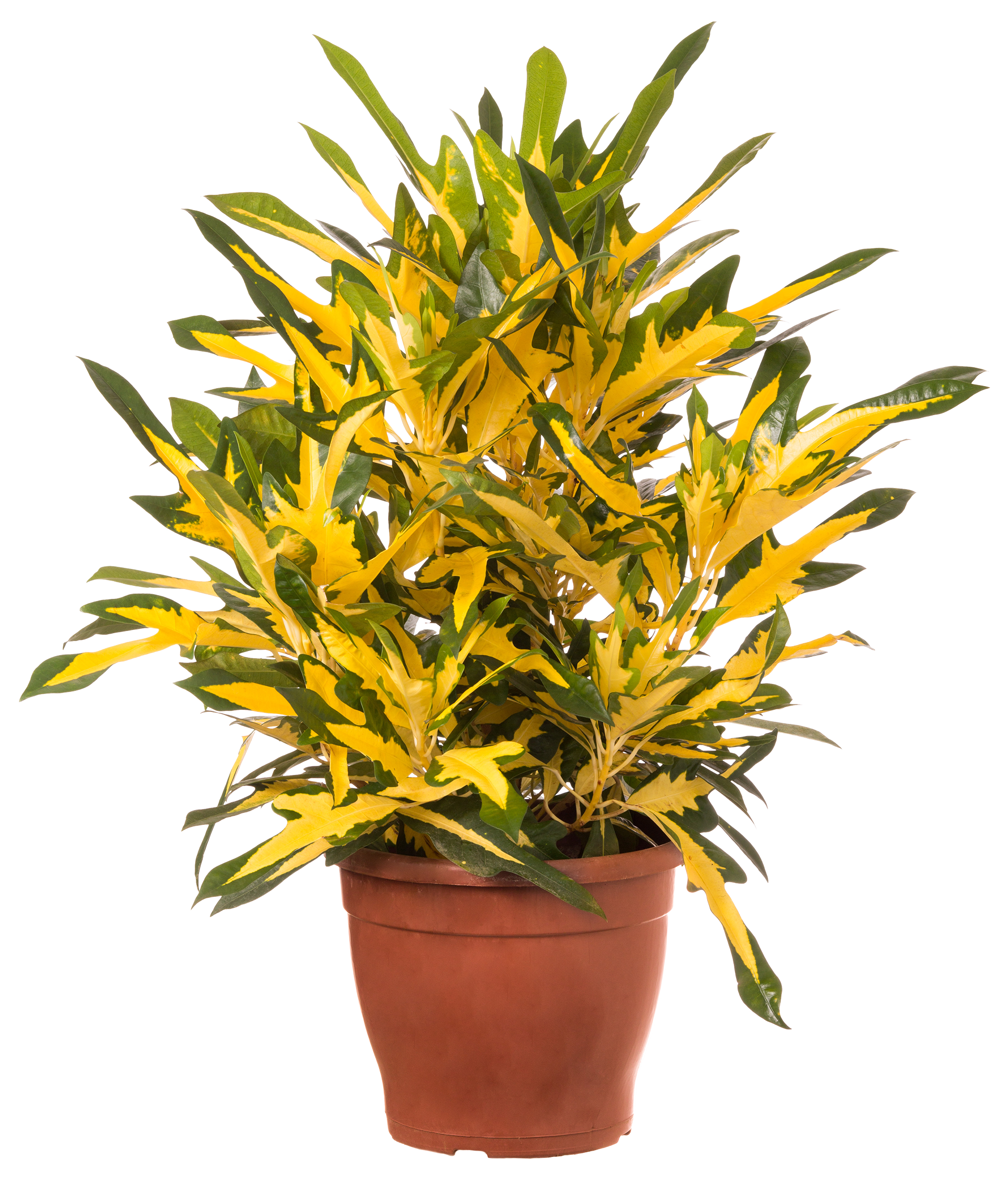 Croton-Brasil-P24