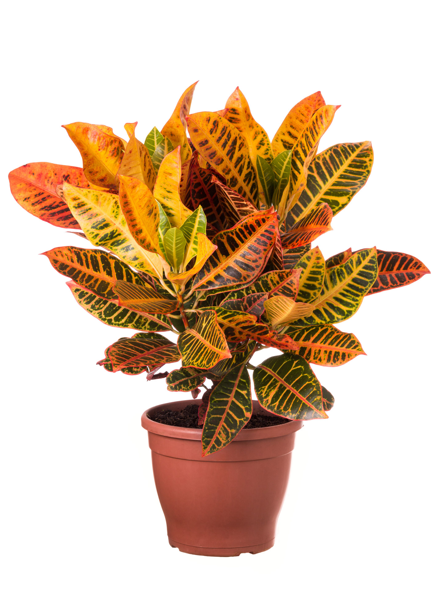 Croton Petra P24