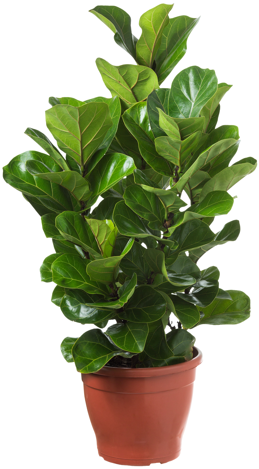 Ficus Lyrata Bambino - Qualiflora