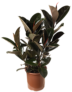 QualiFlora-Ficus-Burgundy-P24-thumb