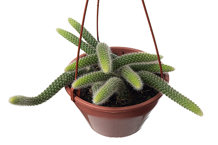 QualiFlora-Rabo-de-Macaco-C18-002-thumb