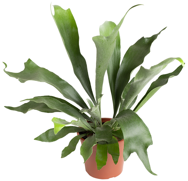 QualiFlora-Platycerium-Bifurcatum-P17